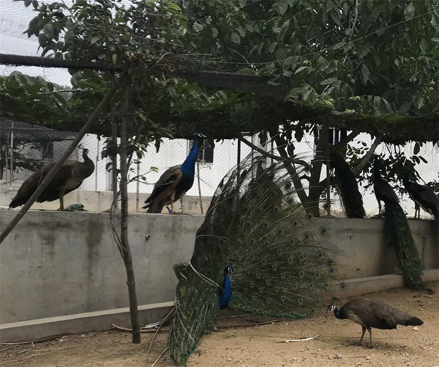 天鵝湖風景區(qū)（泰山）速覽！(圖11)