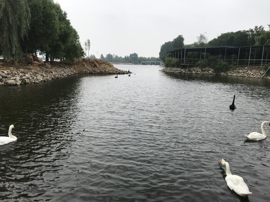 天鵝湖風景區(qū)（泰山）速覽！(圖14)