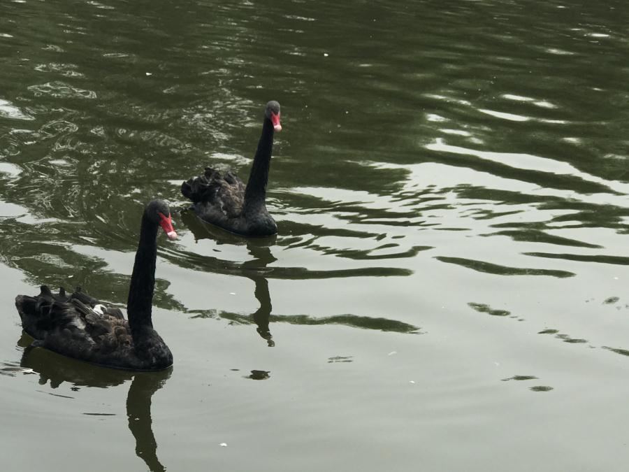 天鵝湖風景區(qū)（泰山）速覽！(圖13)