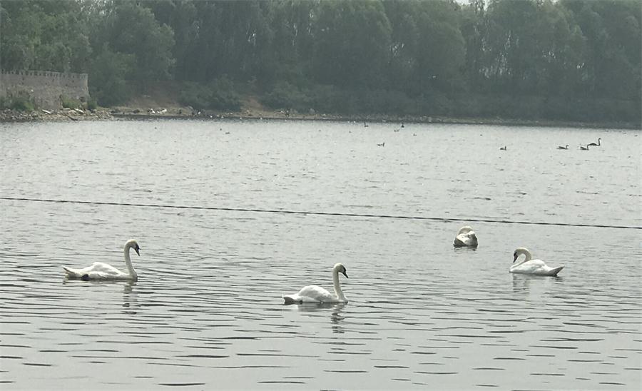 天鵝湖風景區(qū)（泰山）速覽！(圖18)