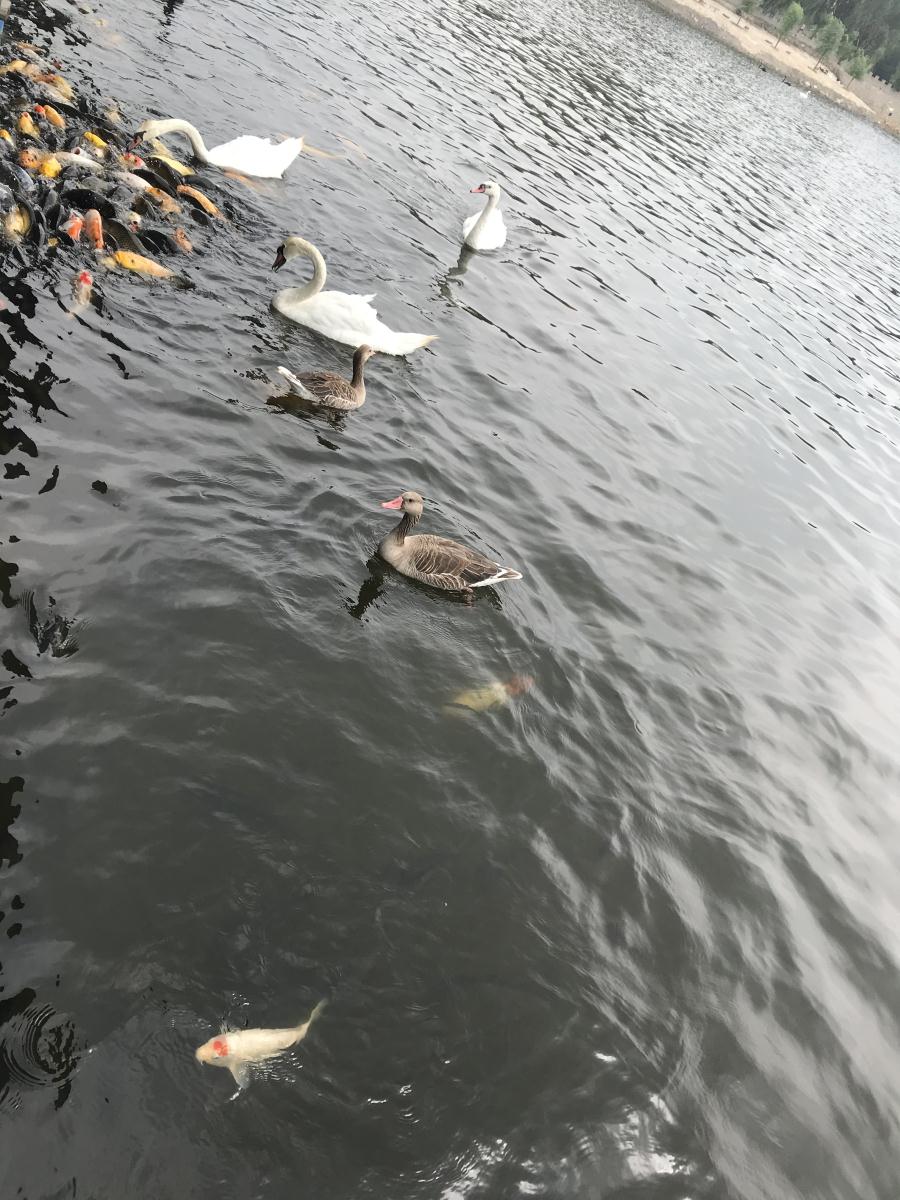 天鵝湖風景區(qū)（泰山）速覽！(圖17)