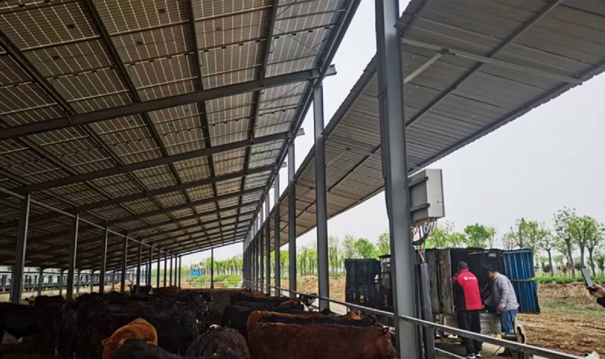 信橋鋼構(gòu)：打卡蒙陰農(nóng)業(yè)溫室大棚、青州黑牛養(yǎng)殖基地！(圖4)